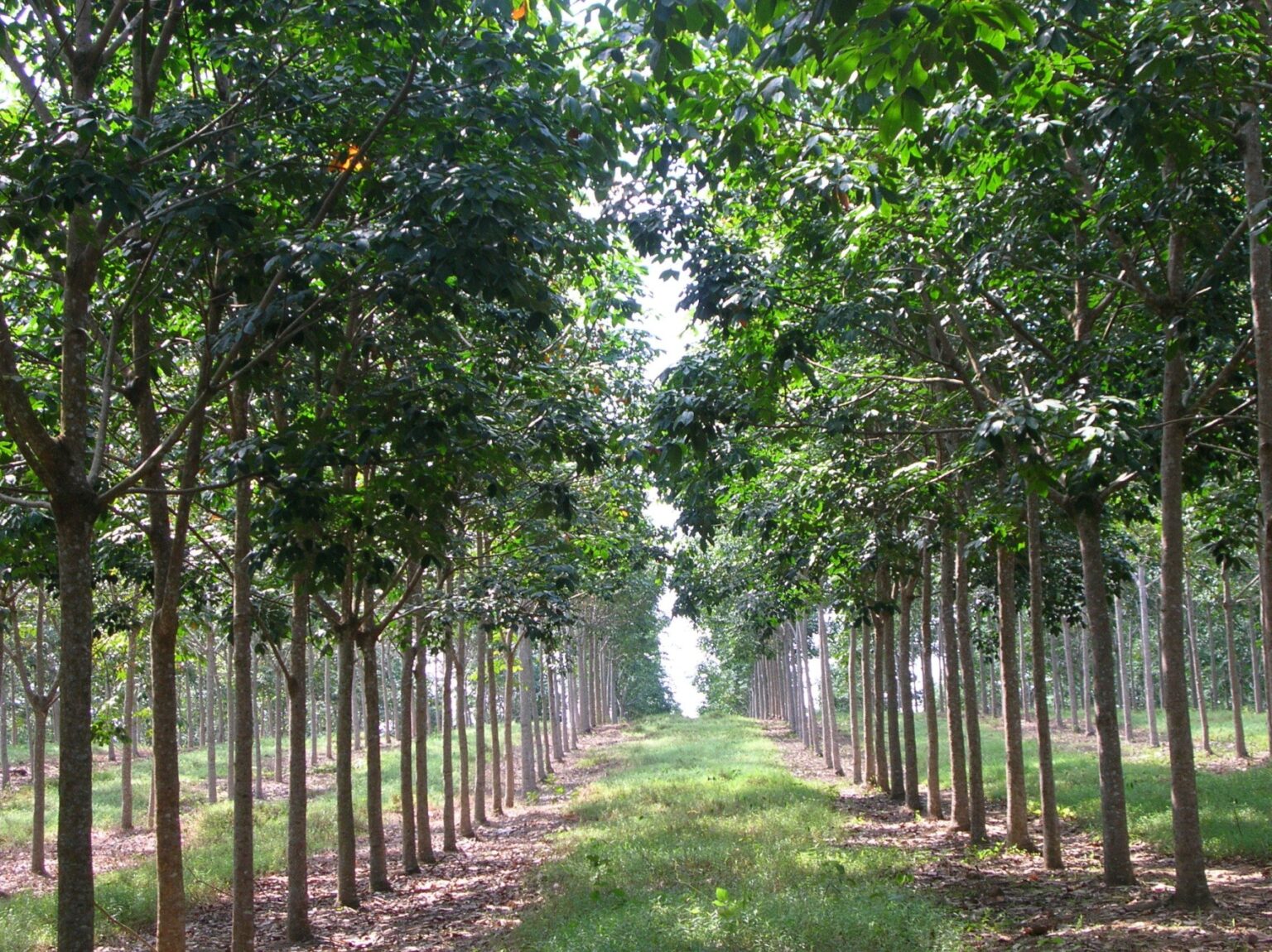 Kebun Karet - PUSLIT KARET