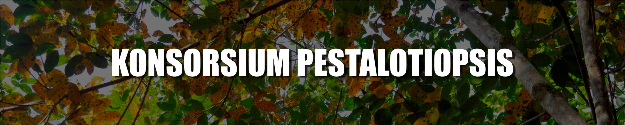 KONSOSSIUM PESTALOTIOPSIS