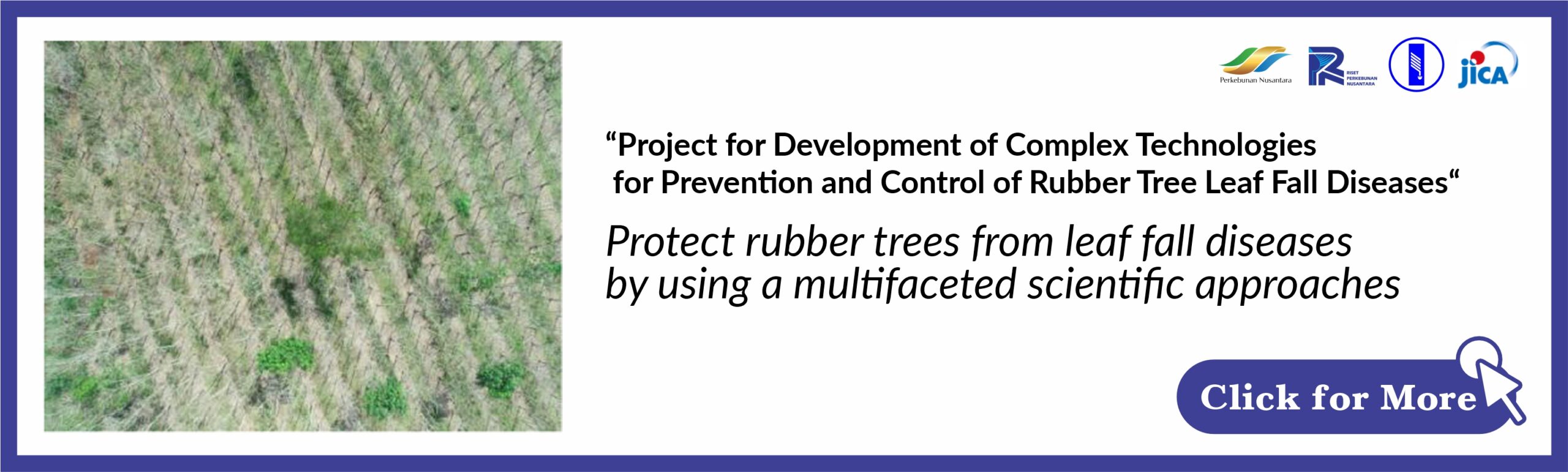 banner Project for Development of Complex Technologies for Prevention and Control of Rubber Tree Leaf Fall Diseases